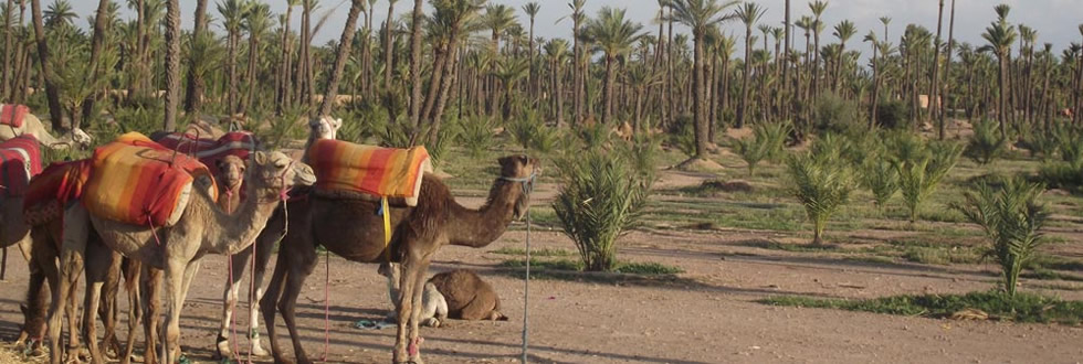 sejours golf a Marrakech